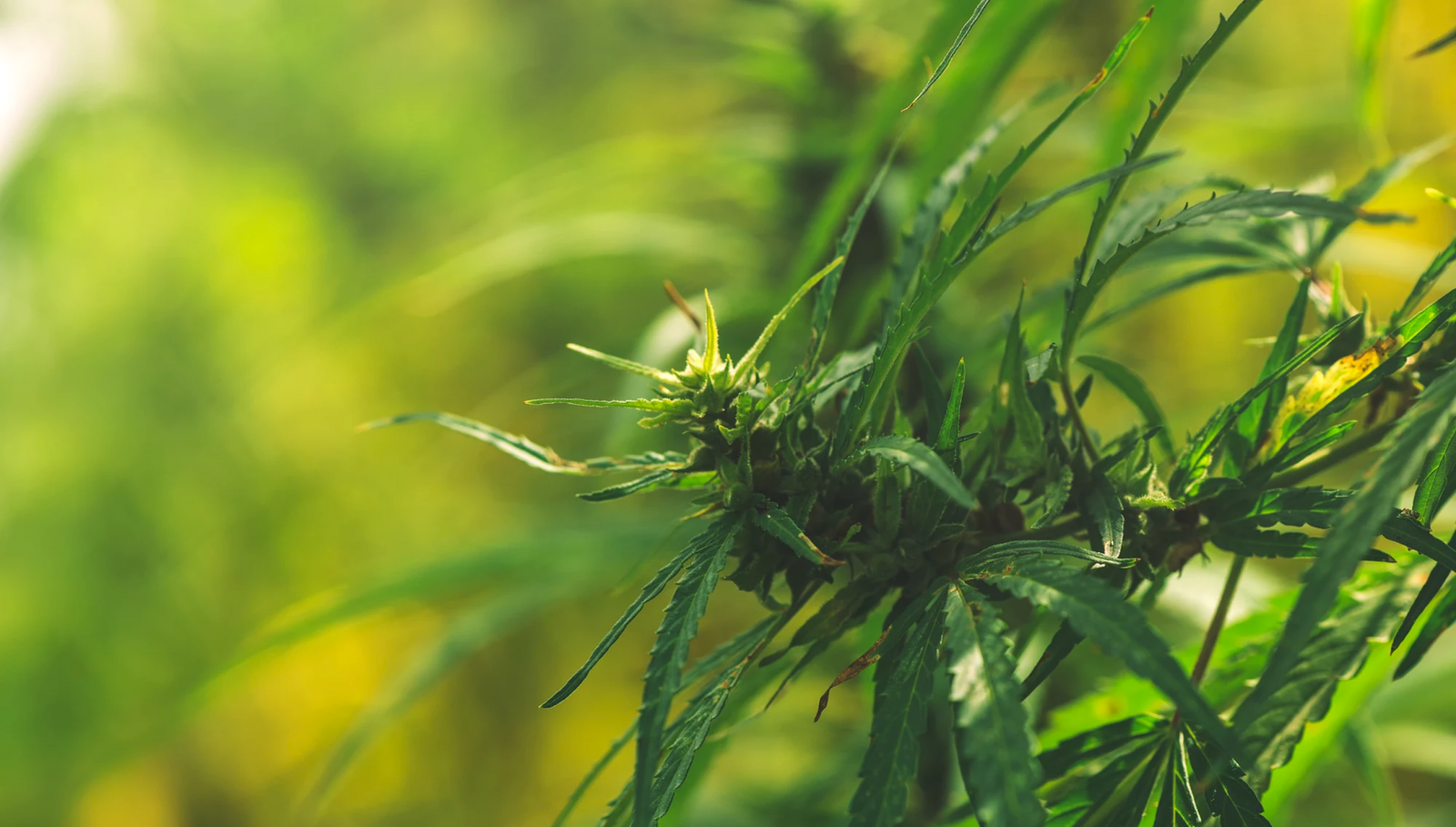 headache migraine relief cbd oil