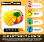 Dream 'Sleep' | 37.5mg CBD/.75ml | 10mg Terpene Blend Enhanced for Sleep - Image 4