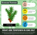 Lucid 'Focus/Calm' | 37.5mg CBD/.75ml | 10mg Terpene Blend Enhanced for Calm Focus - Image 3